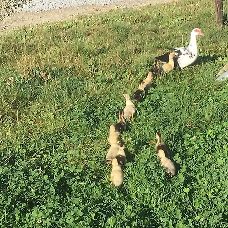 A La Ferme, Au Coeur Du Mene